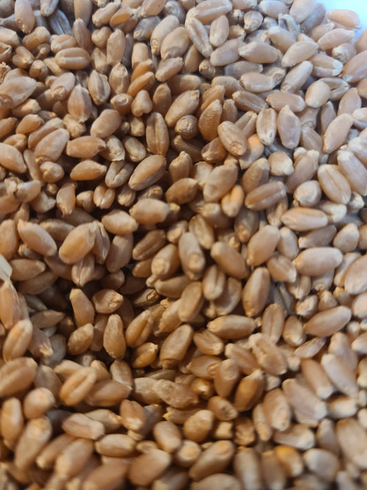 Wheat Berries